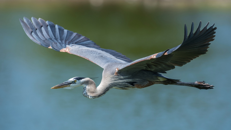 Spring Birdwatching Hotspots Around Southern Vancouver Island | DFH Real Estate